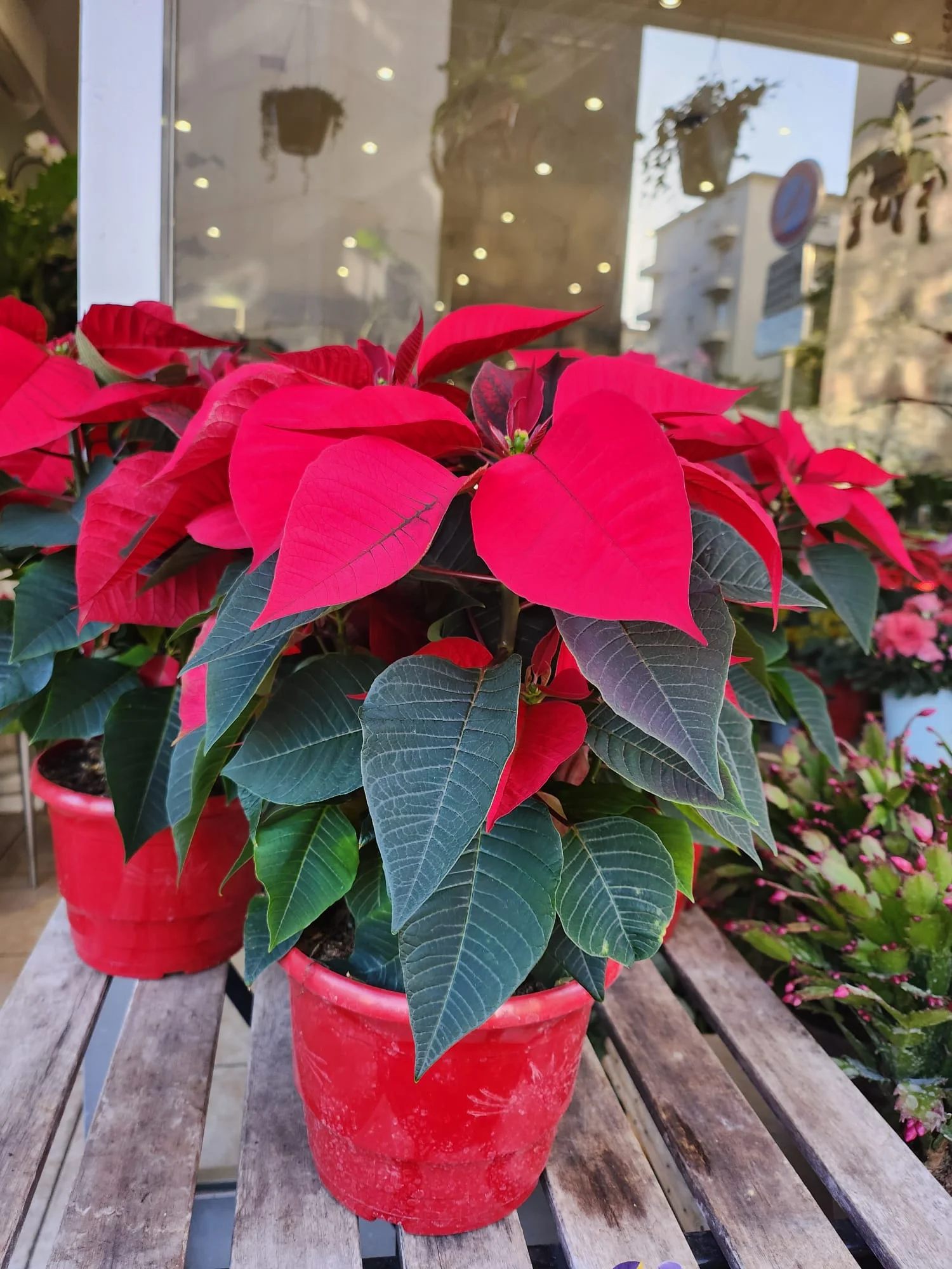 Poinsettia Bio, production locale cultivé à base d&rsquo;huile essentiel d&rsquo;orange, par ROSE-BELLE, fleuriste à Nice