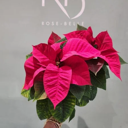 Poinsettia, par ROSE-BELLE, fleuriste à Nice
