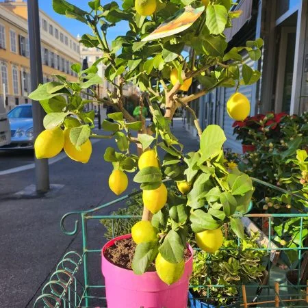 Citronnier à fruits, par ROSE-BELLE, fleuriste à Nice
