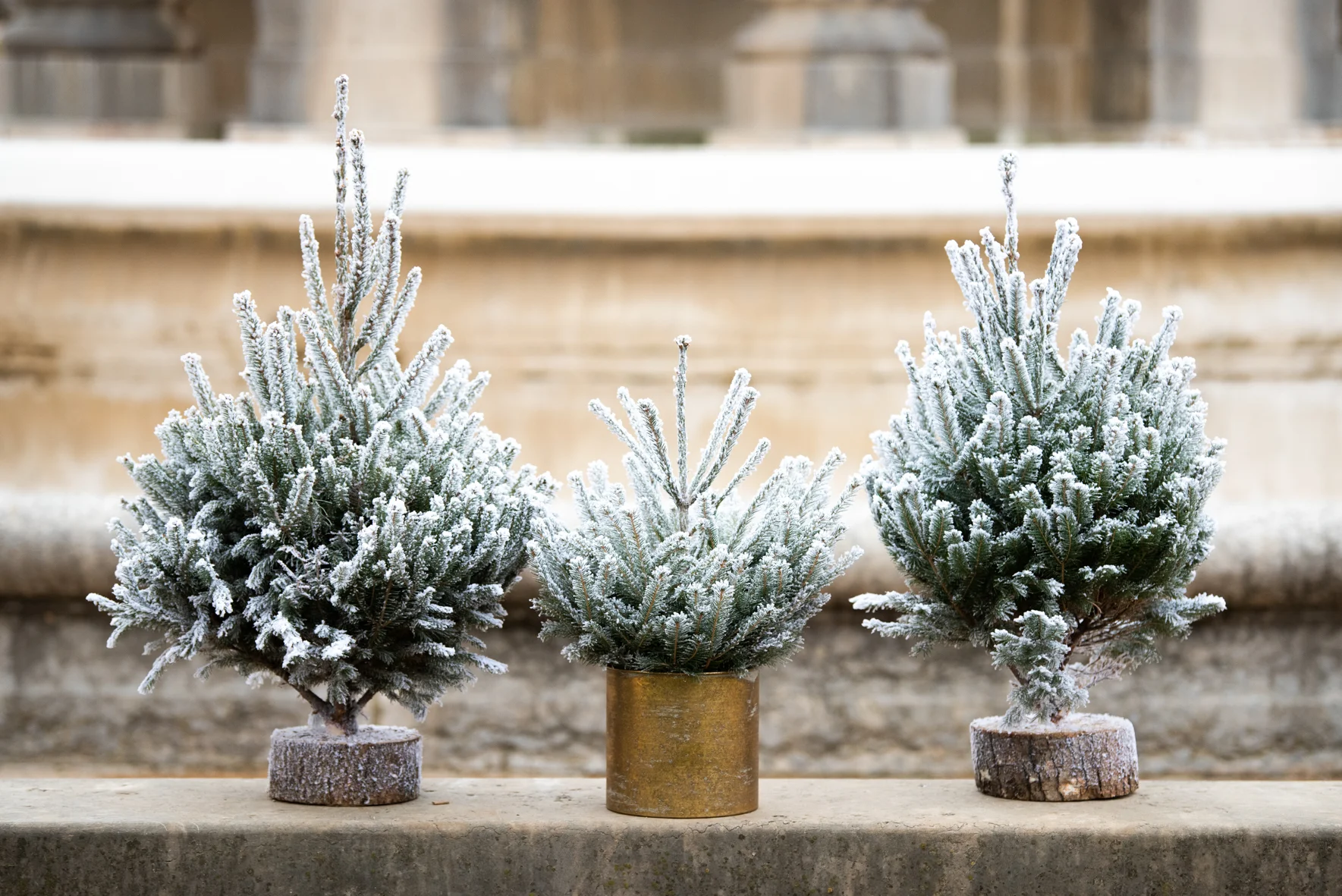 sapin givré 60/80, par O'kiosque Lyon, fleuriste à Lyon