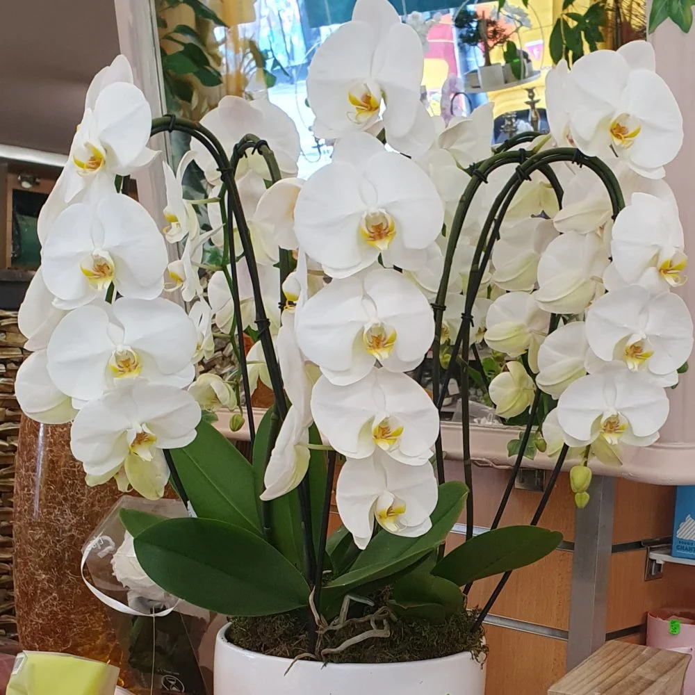 orchidée, par Perles De Rosée, fleuriste à Champigny-sur-Marne
