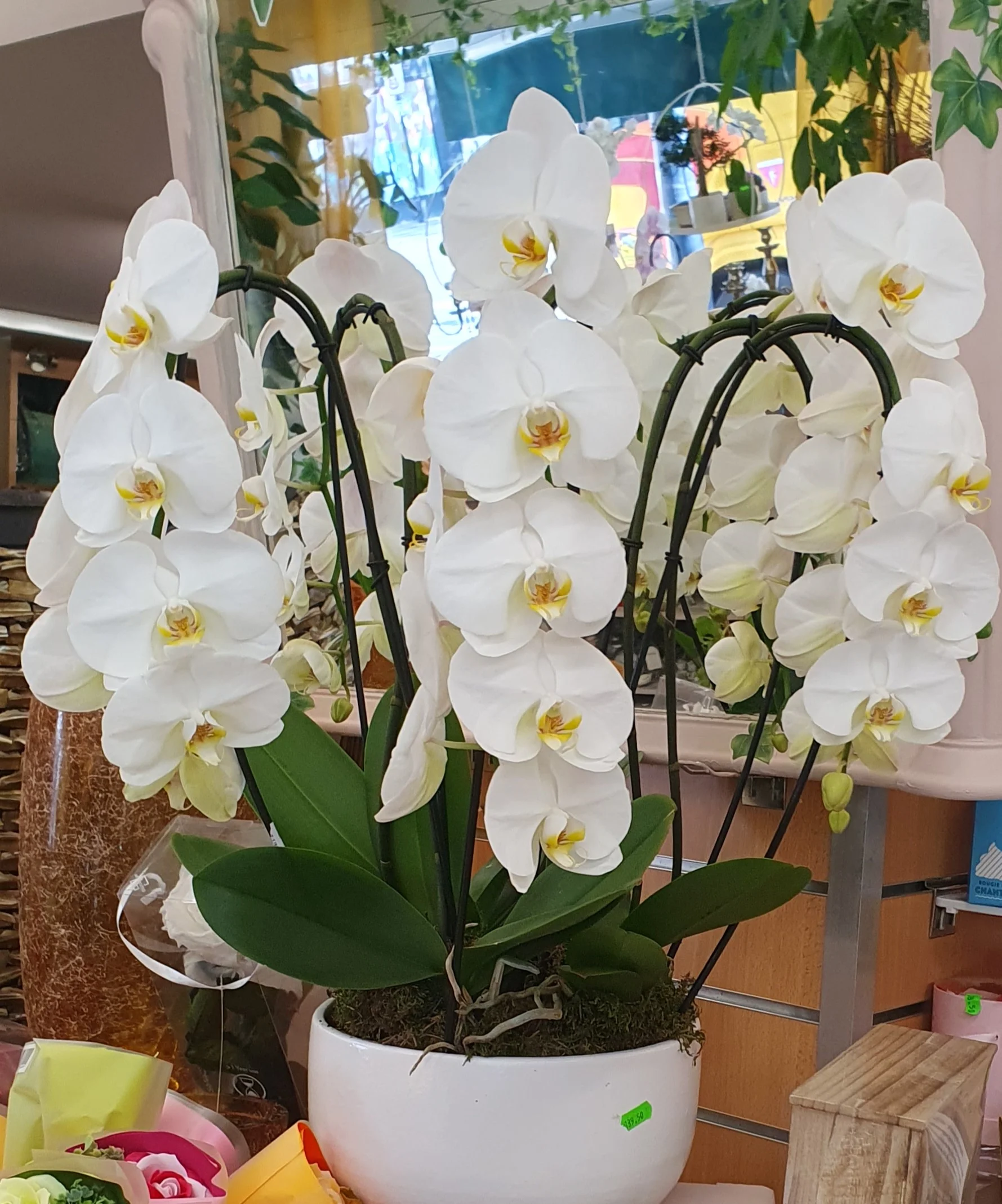 orchidée, par Perles De Rosée, fleuriste à Champigny-sur-Marne