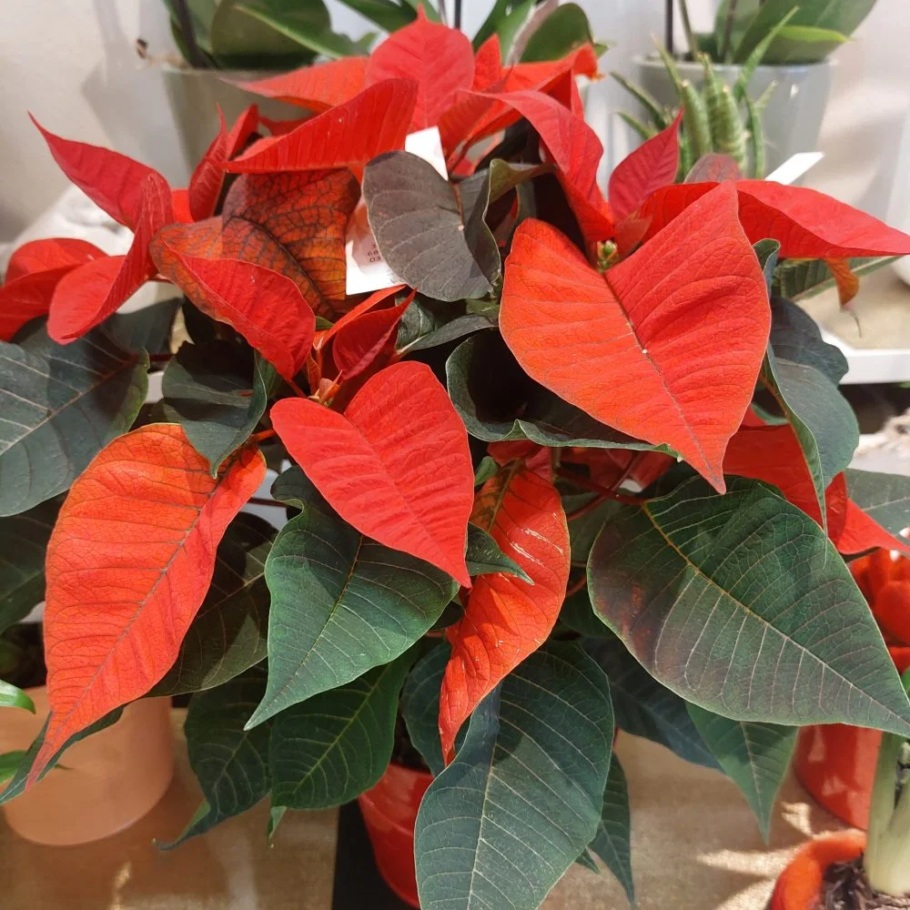 Poinsettia rouge, par Aux Fleurs De Nice, fleuriste à Colmar