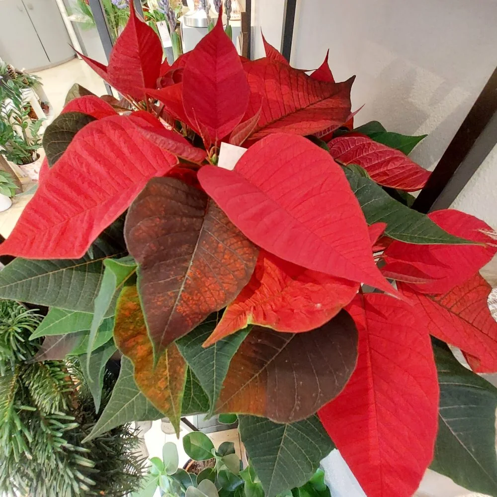 Poinsettia rouge, par Aux Fleurs De Nice, fleuriste à Colmar