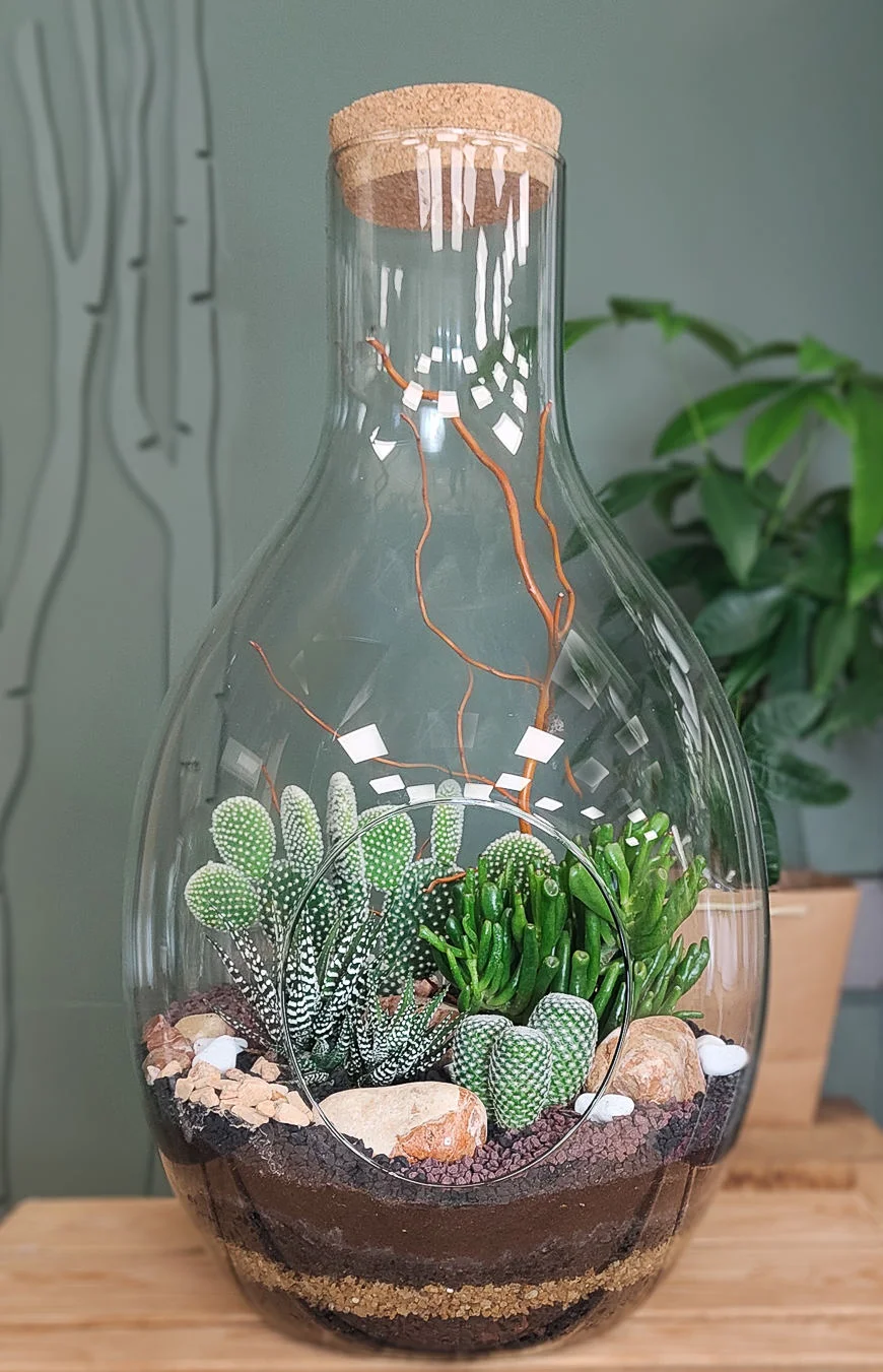 terrarium Canope plantes grasses, par Florea, fleuriste à Limoges