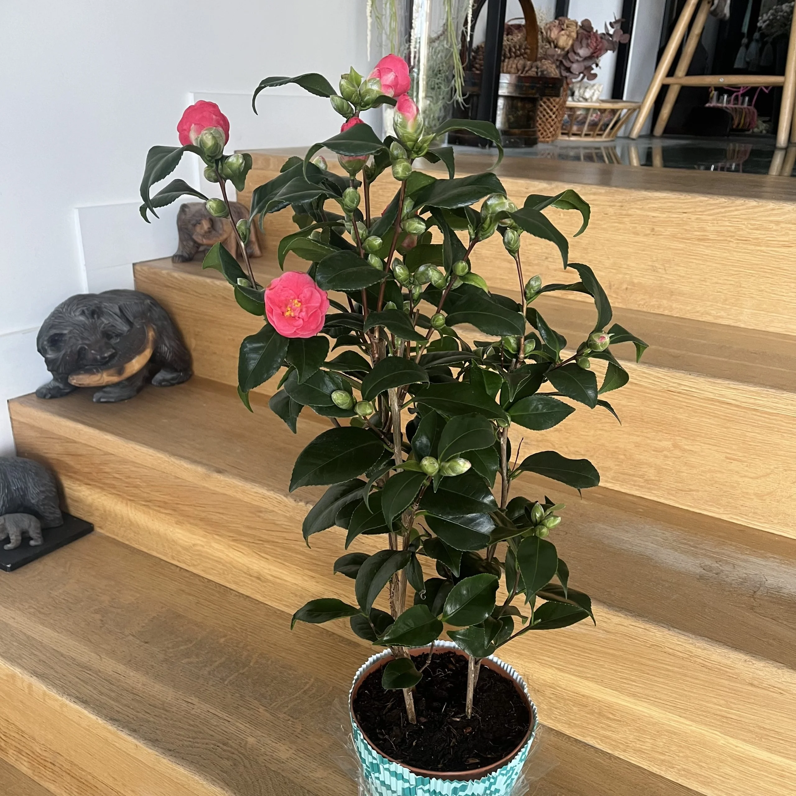 Camélia sur commande, par Hanakawa, fleuriste à Meudon