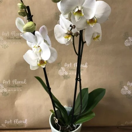 Orchidée Phalaenopsis, par Art Floral Le Puy en Velay, fleuriste à Le Puy-en-Velay