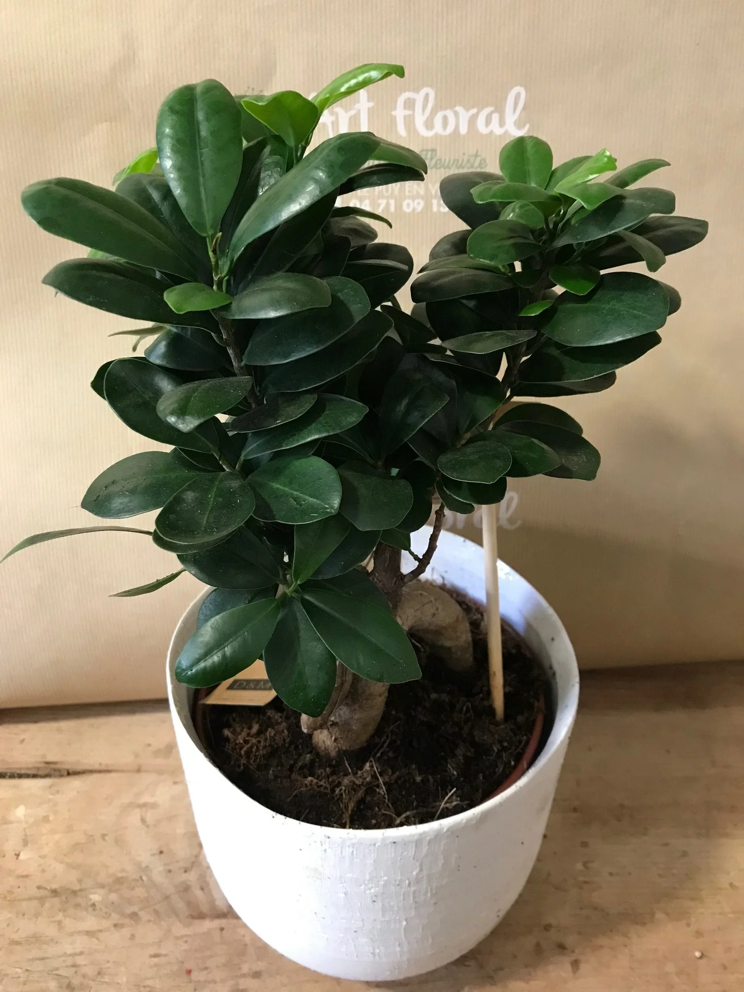 Ficus Ginseng, par Art Floral Le Puy en Velay, fleuriste à Le Puy-en-Velay