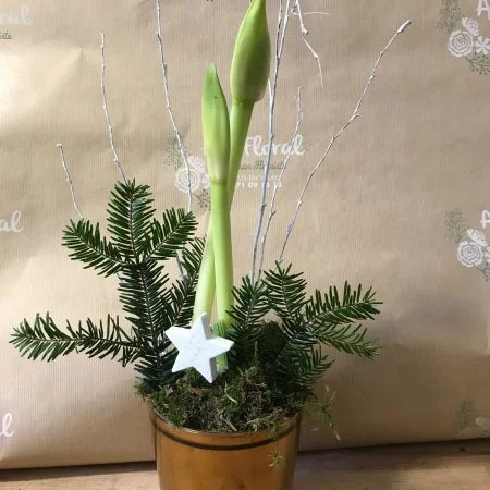 Amaryllis en pot, par Art Floral Le Puy en Velay, fleuriste à Le Puy-en-Velay