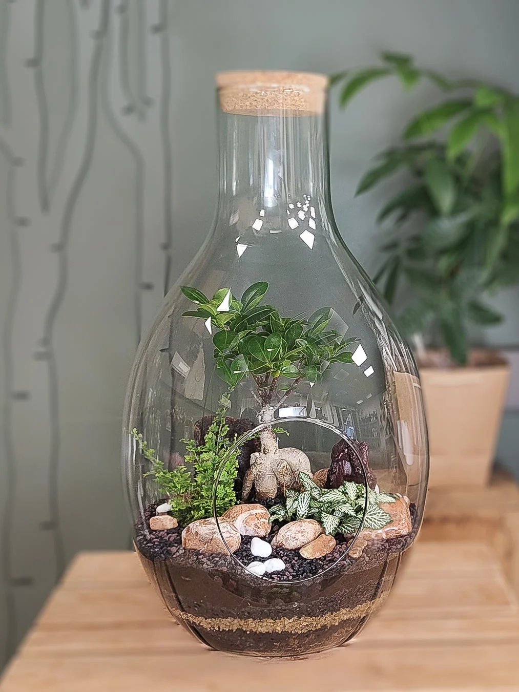 terrarium Canope ficus ginseng, par Florea, fleuriste à Limoges
