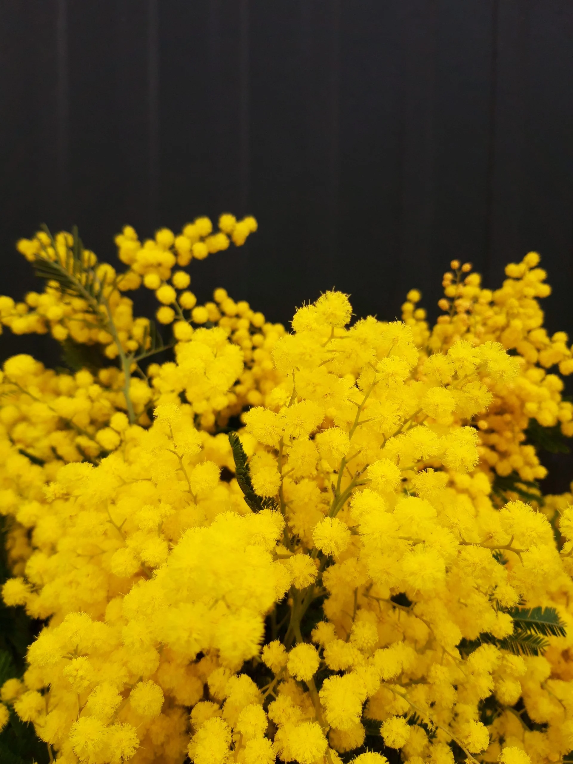 MIMOSA, par O'kiosque Lyon, fleuriste à Lyon