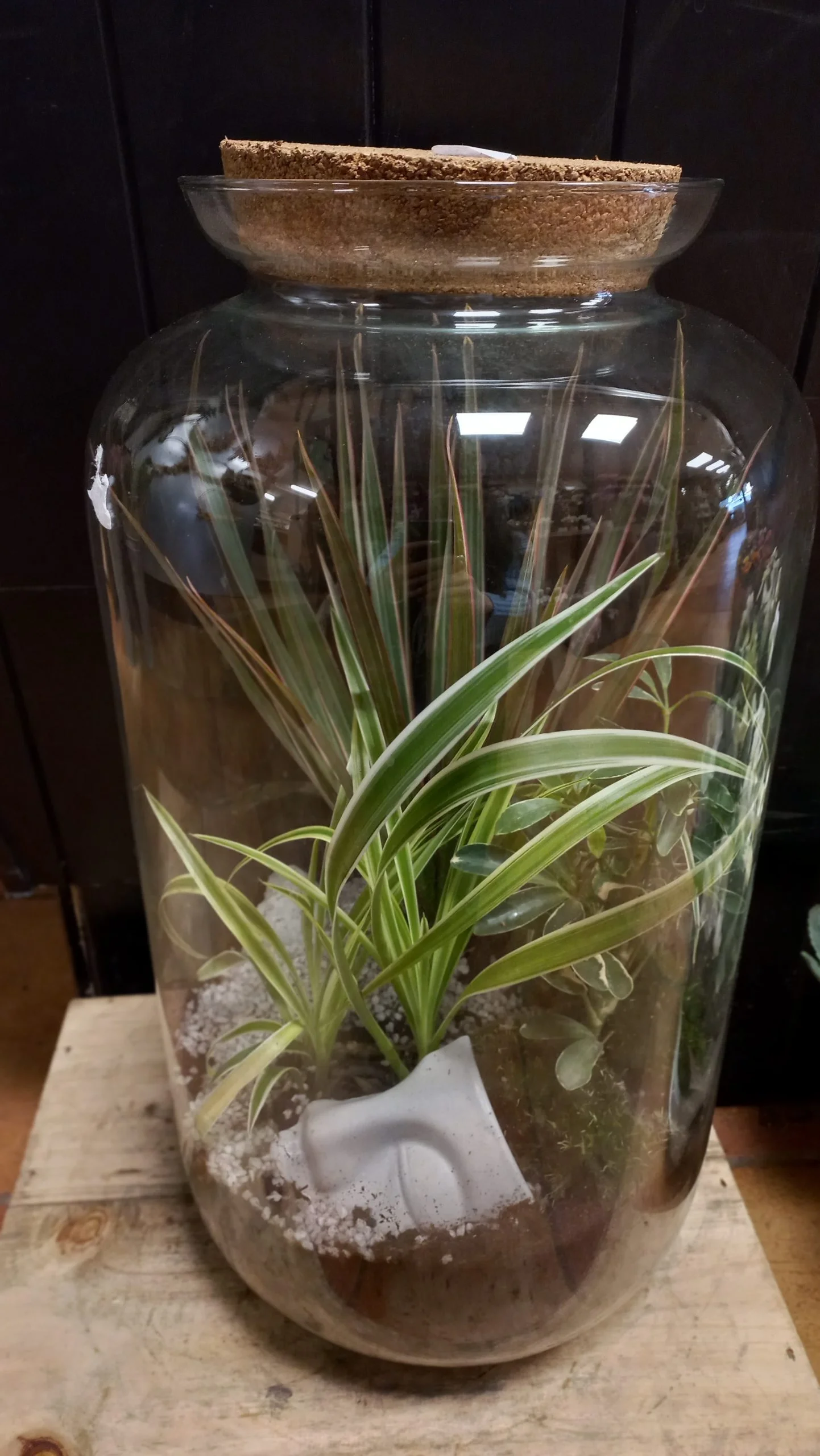 terrarium XL, par Les fleurs du passage, fleuriste à Rouen