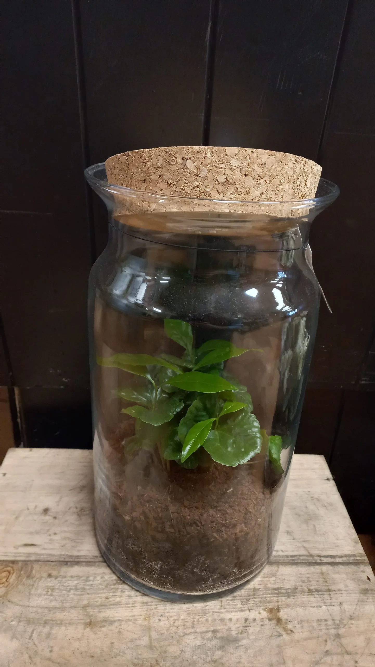 terrarium nature, par Les fleurs du passage, fleuriste à Rouen