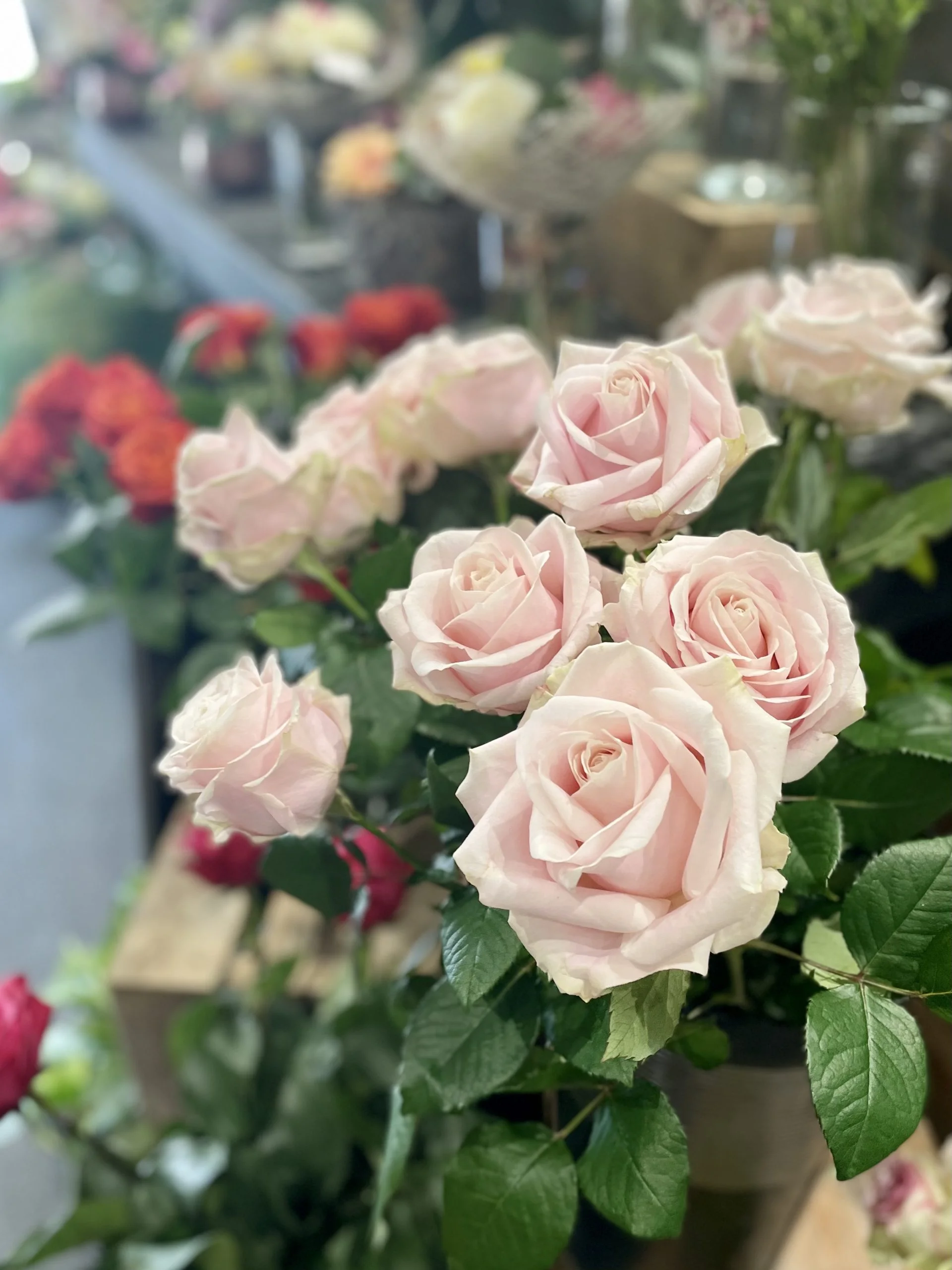 Roses à la Tige longueur 70 cm, par Allard Fleurs, fleuriste à Antibes