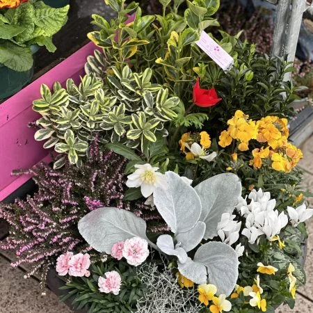 COMPOSITION PLANTES DEUIL, par ST-GO FLEURS, fleuriste à Saint-Gaudens