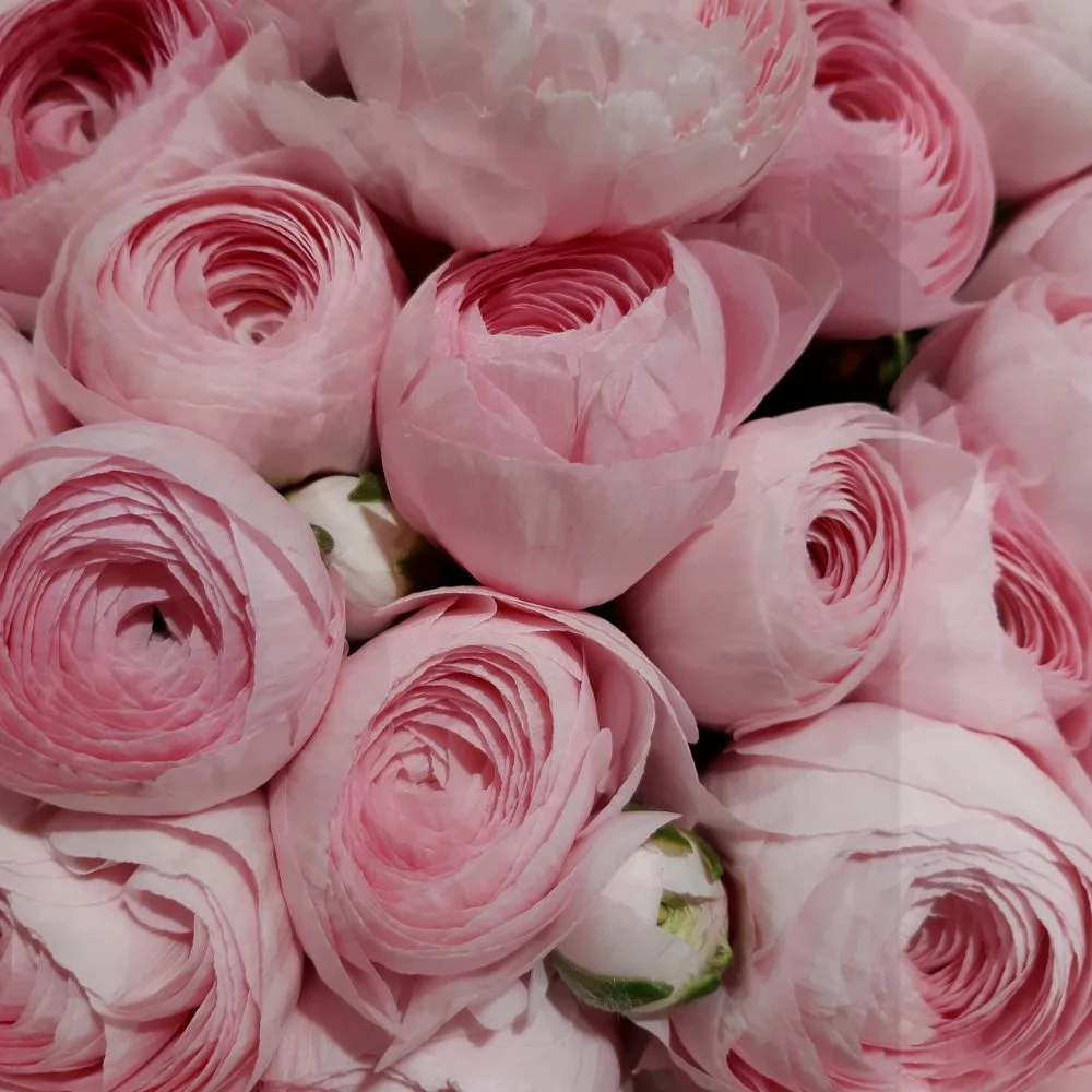 Bouquet de Renoncules, par La Ros'oir, fleuriste à Nancy