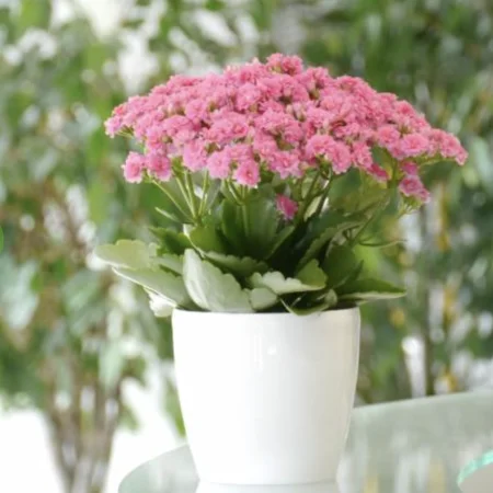 Plantes fleuries en pot, par Canopée Marseille, fleuriste à Marseille