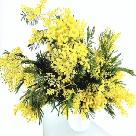 BOTTE DE MIMOSA, par Canopée Marseille, fleuriste à Marseille
