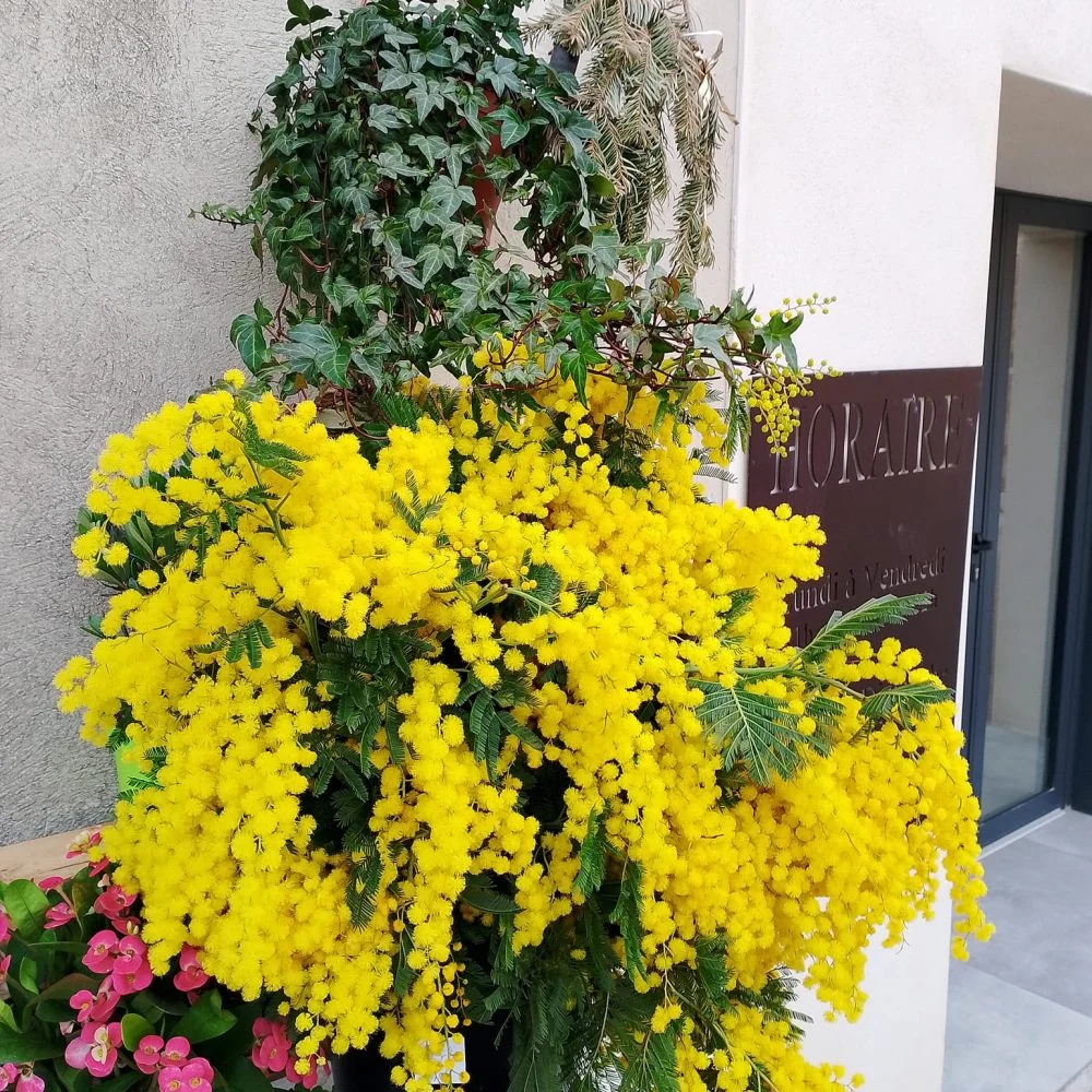 mimosa fleurs, par Natur'elle, fleuriste à Monteux