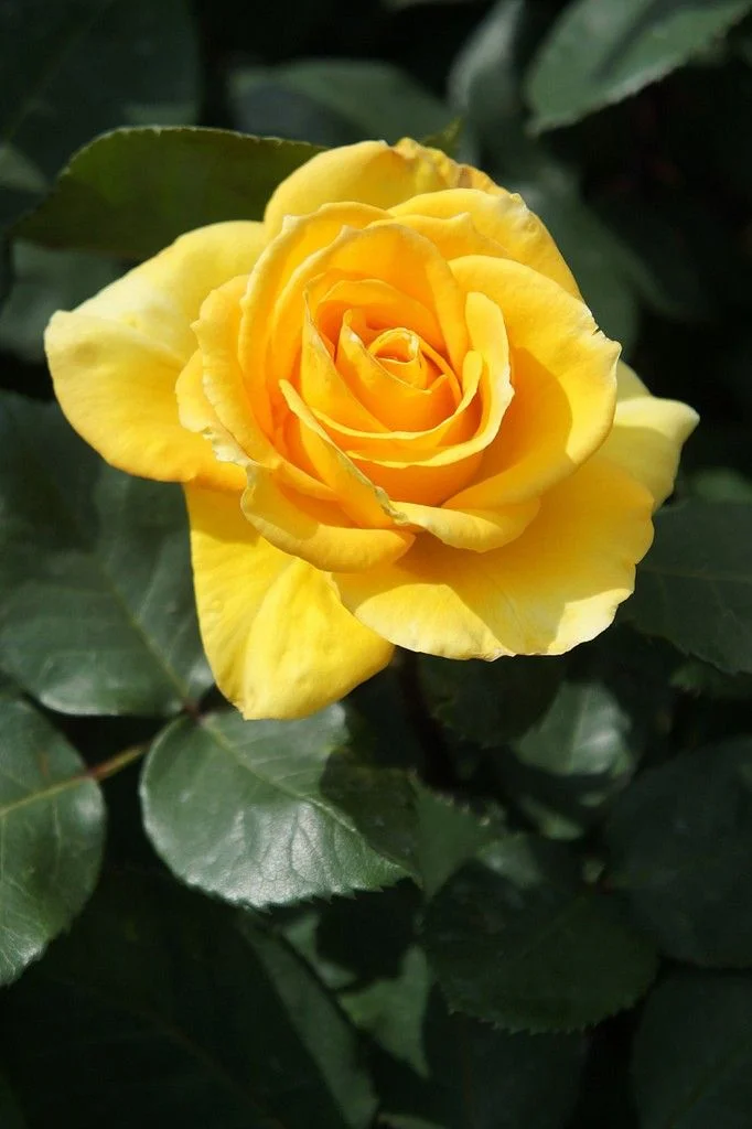 ROSE – ST VALENTIN, par Tropical, fleuriste à Châtenay-Malabry
