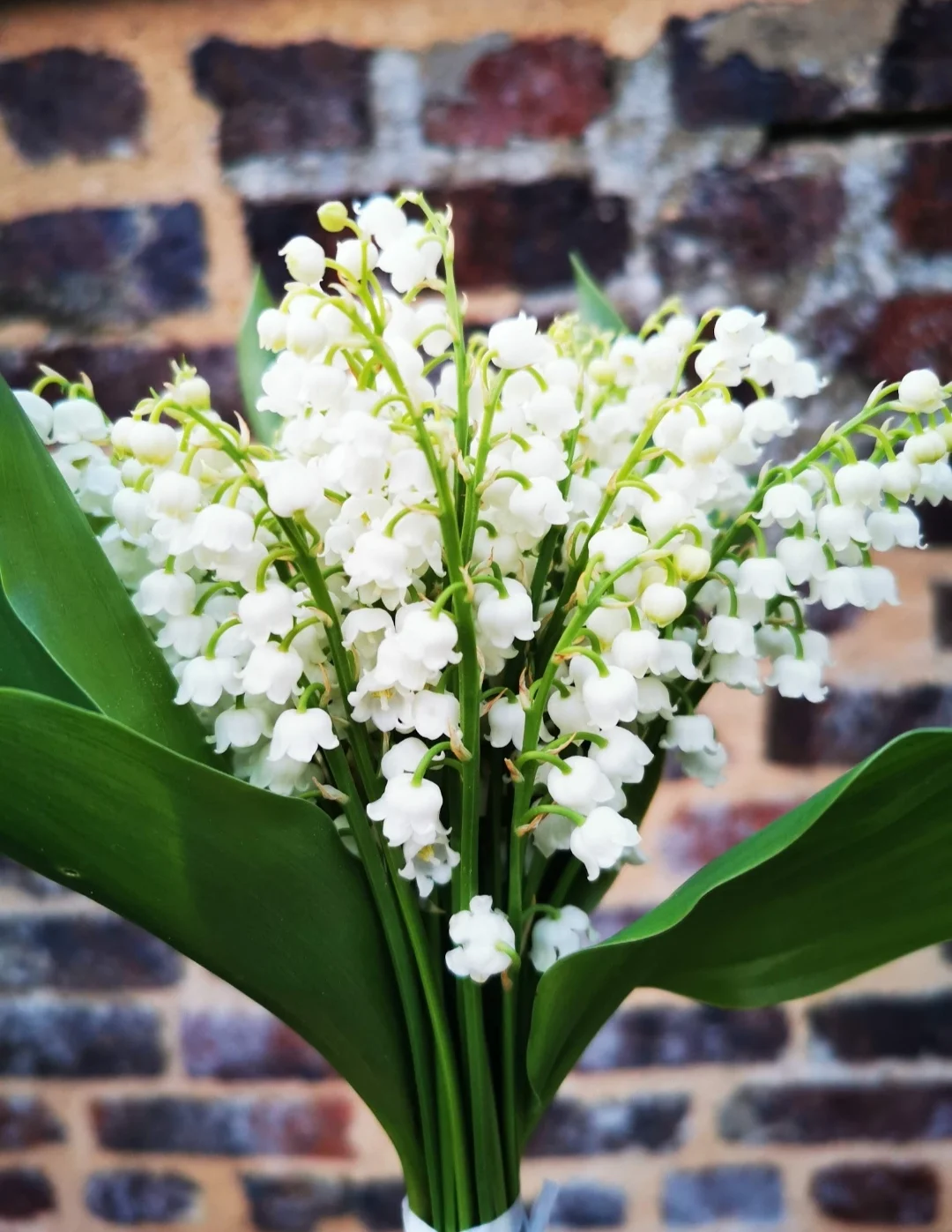 Brins de Muguet Français, par L'ART Ô ZOIR, fleuriste à Tours