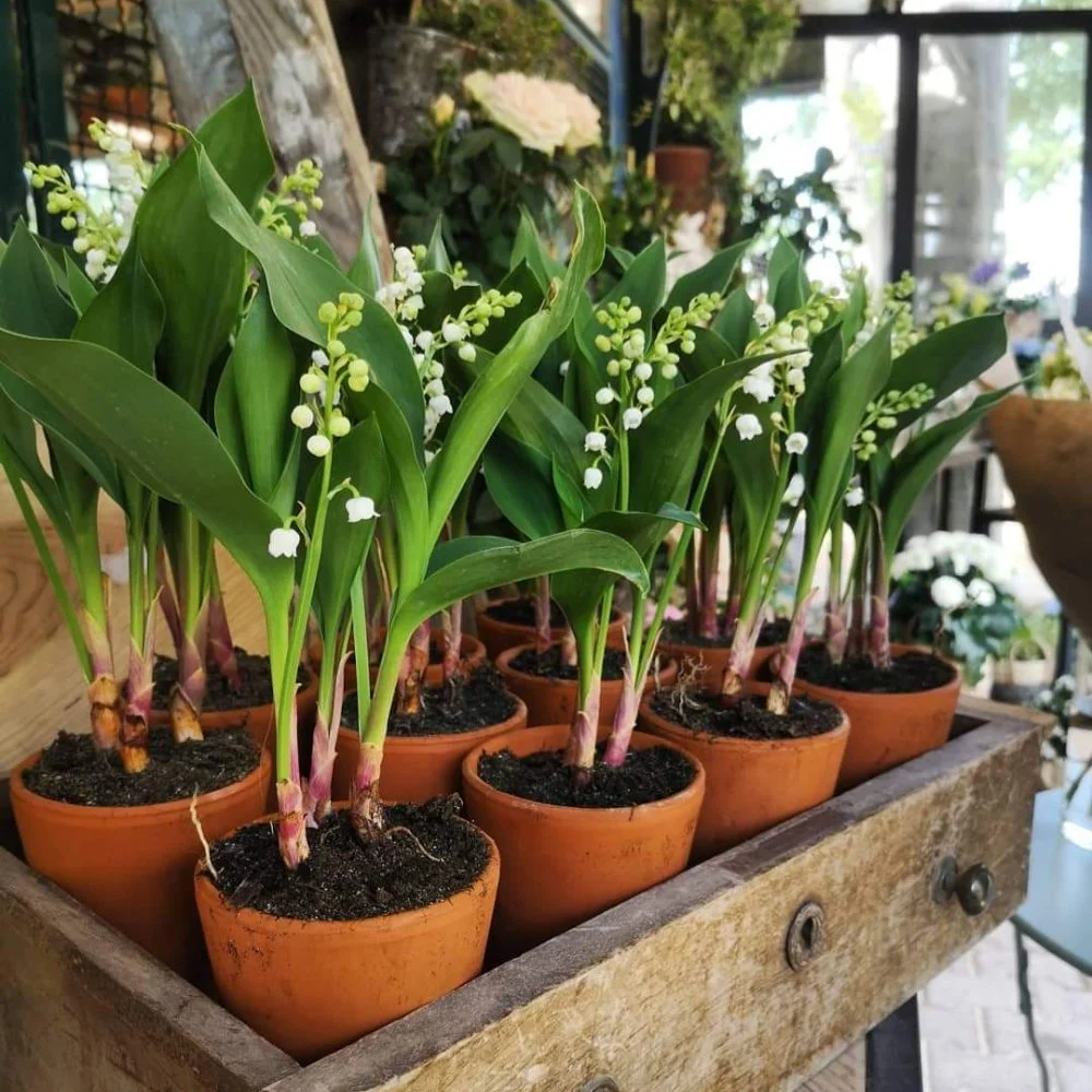 DUO pot de Muguet Français, par O'kiosque Lyon, fleuriste à Lyon