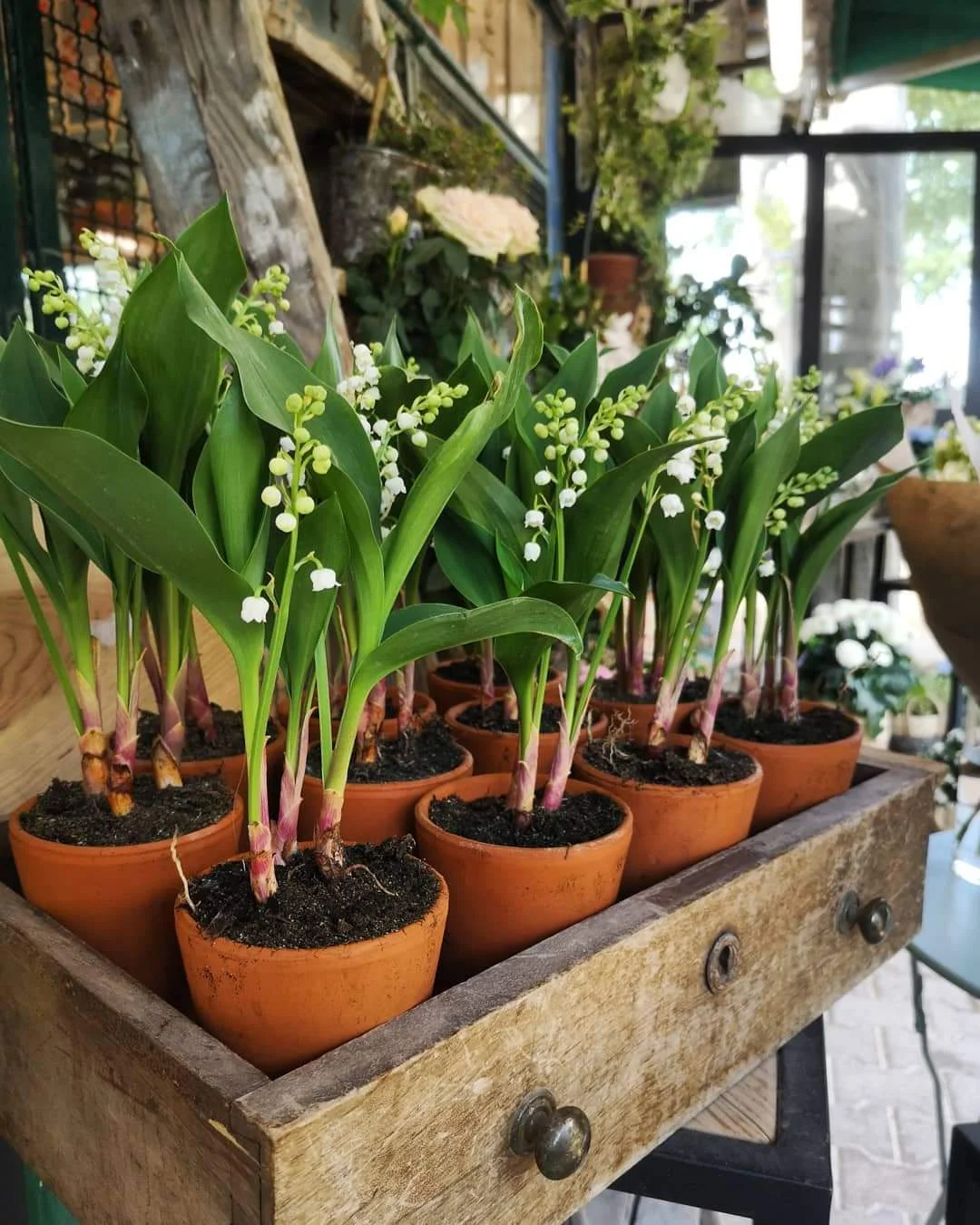 DUO pot de Muguet Français, par O'kiosque Lyon, fleuriste à Lyon