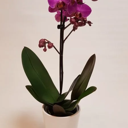 Orchidée Phalaenopsis en pot, par Mimi Pinson Marseille, fleuriste à Marseille