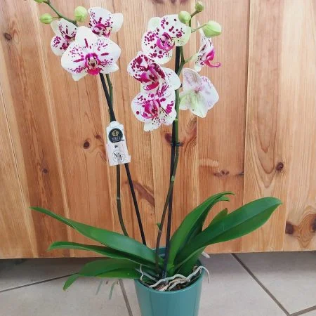 Orchidée en pot, par Montluçon Fleurs, fleuriste à Montluçon