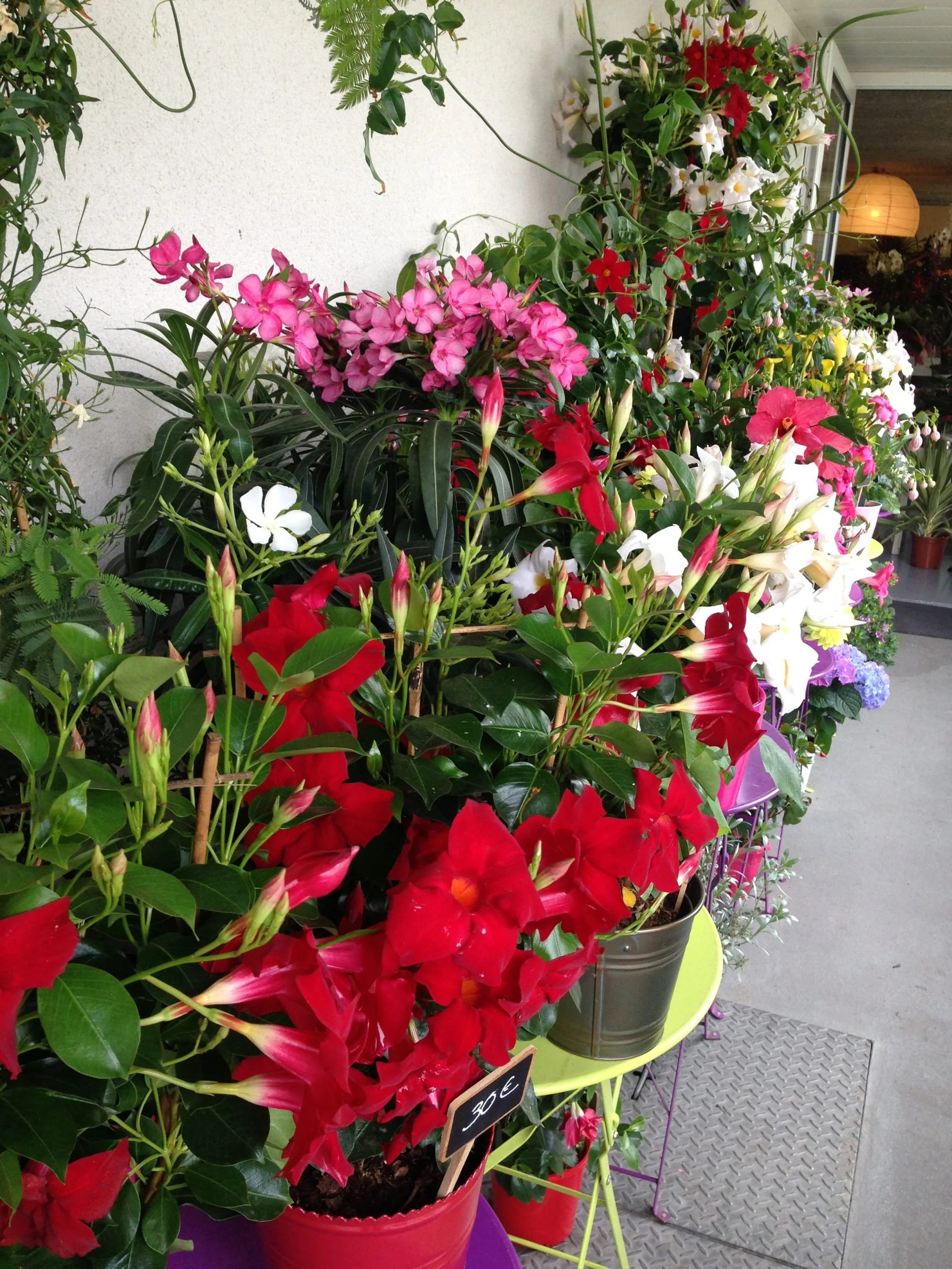 Plantes fleuries, par La fleuriste, fleuriste à Bordeaux