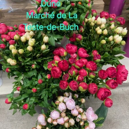 Bouquet de Pivoines, par Fleurs de Dune, fleuriste à La Teste-de-Buch