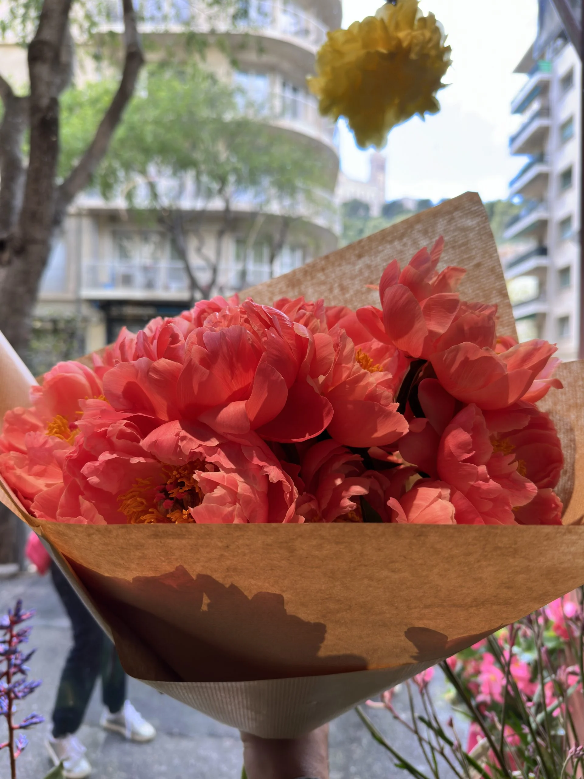 Botte de Pivoines du var (5 tiges), par Canopée Marseille, fleuriste à Marseille