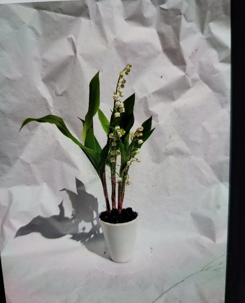 pot de muguet 3 griffes, par La Grange Fleurie, fleuriste à Quincy-Voisins