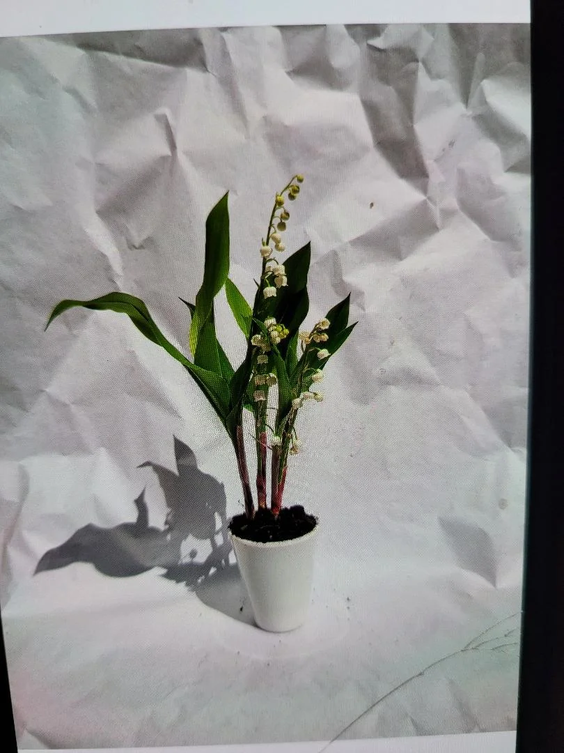 pot de muguet 3 griffes, par La Grange Fleurie, fleuriste à Quincy-Voisins