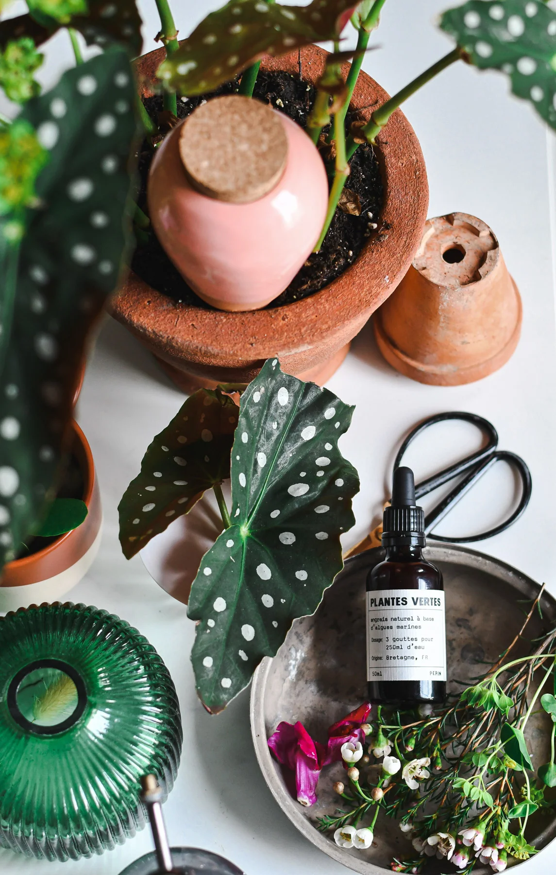 COMBO OLLA terre cuite + 1 sérum Plante verte, par O'kiosque Lyon, fleuriste à Lyon