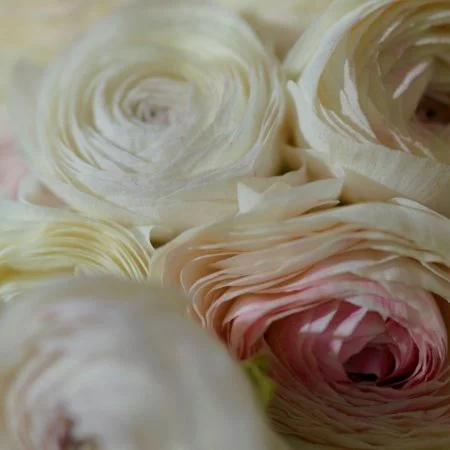 Bouquet de Renoncules, par Fleurs de Dune, fleuriste à La Teste-de-Buch