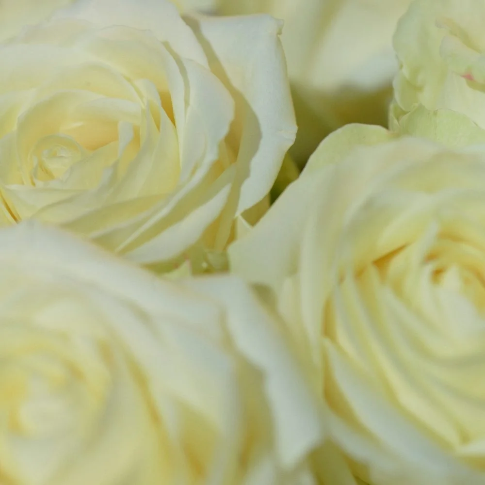 Bouquet de Roses blanches, par Pom'Fleurs&Plants, fleuriste à Bayonne