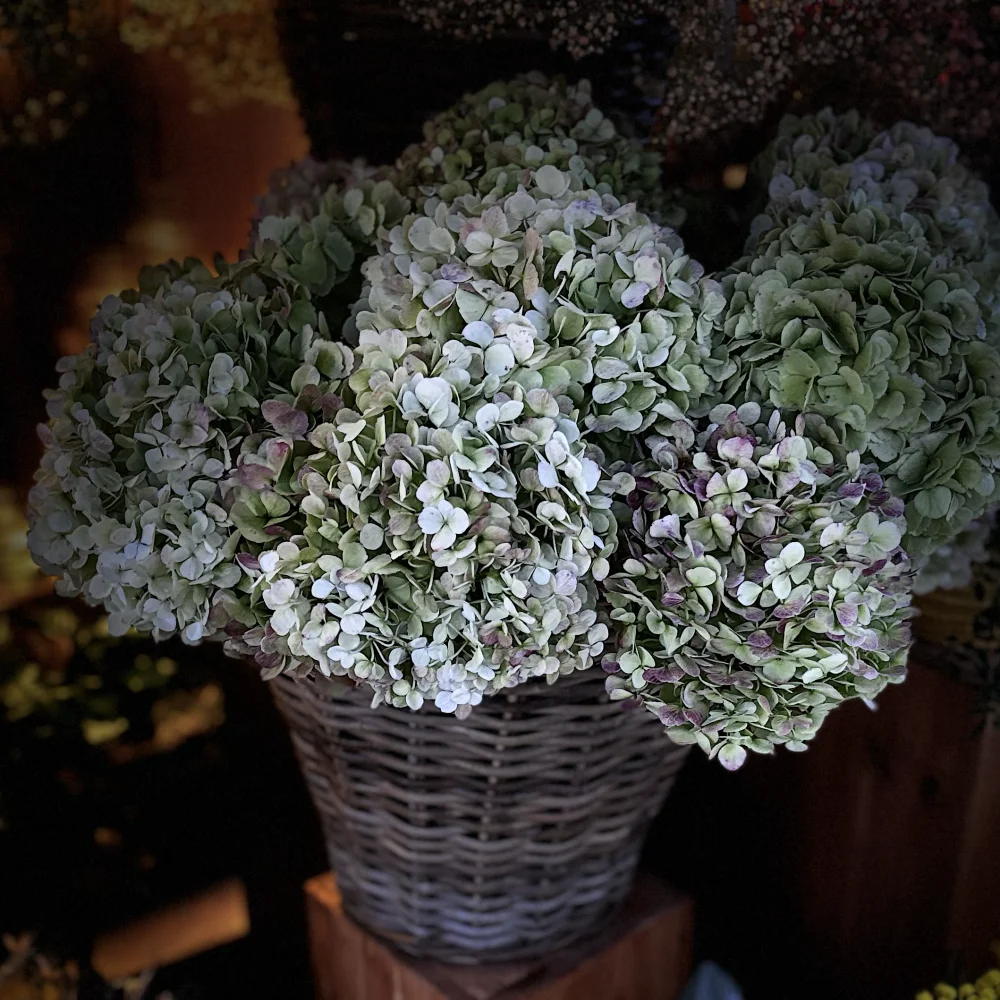 Bouquet d'hortensias, par Le Dahlia by Estelle, fleuriste à Bordeaux