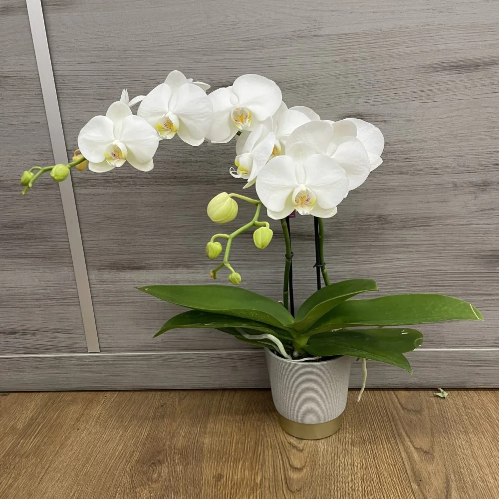 orchidée, par La Fleur Baralbine, fleuriste à Bar-sur-Aube