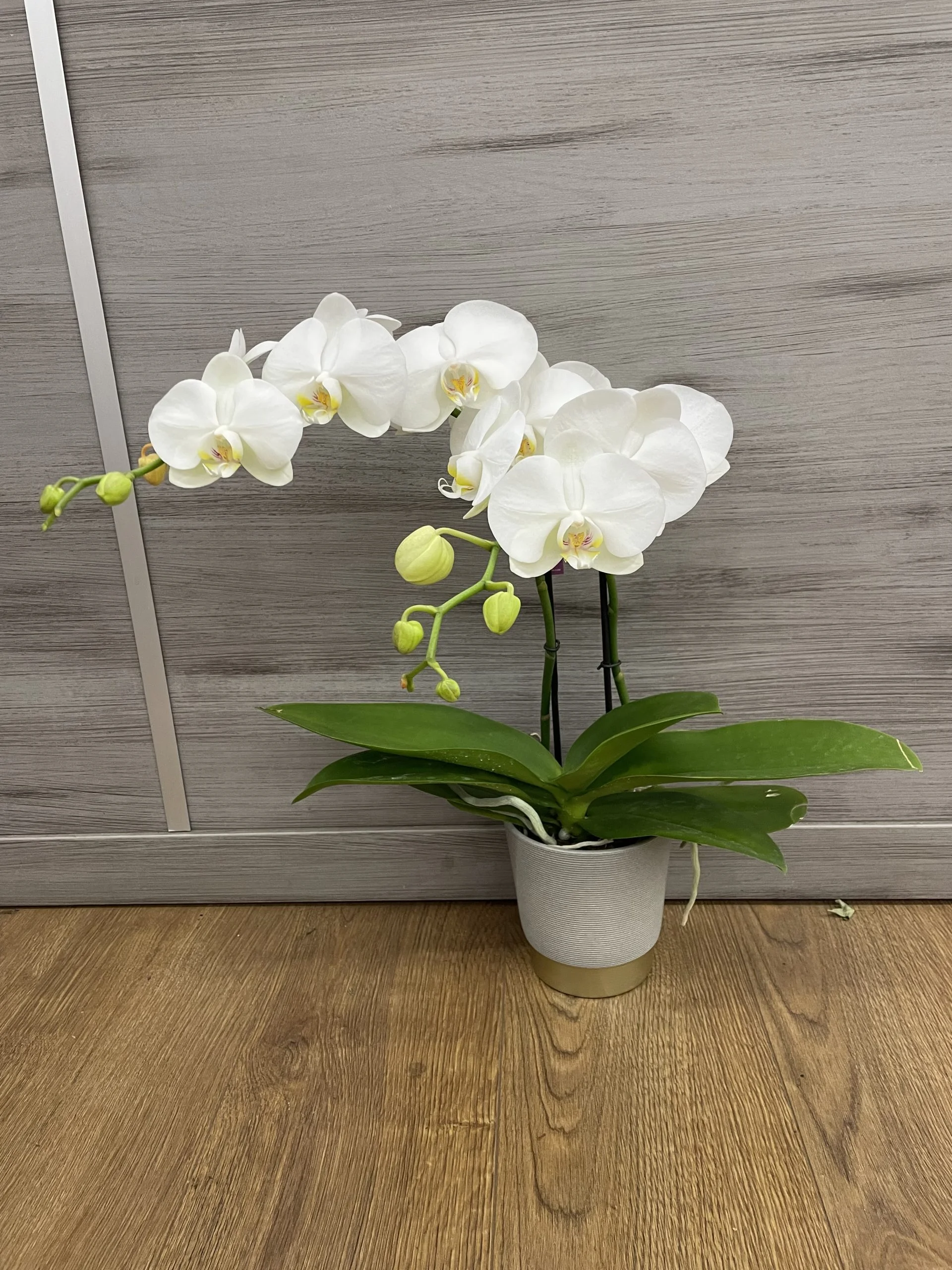 orchidée, par La Fleur Baralbine, fleuriste à Bar-sur-Aube