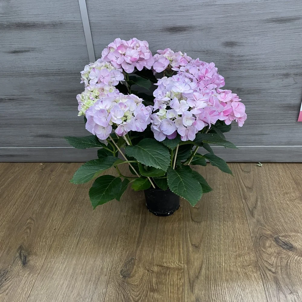 hortensia, par La Fleur Baralbine, fleuriste à Bar-sur-Aube