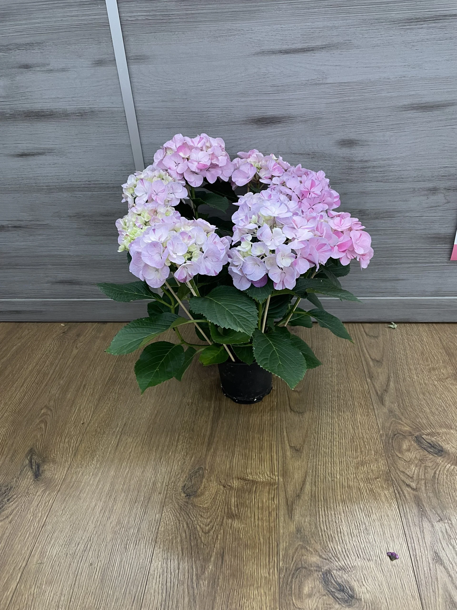 hortensia, par La Fleur Baralbine, fleuriste à Bar-sur-Aube