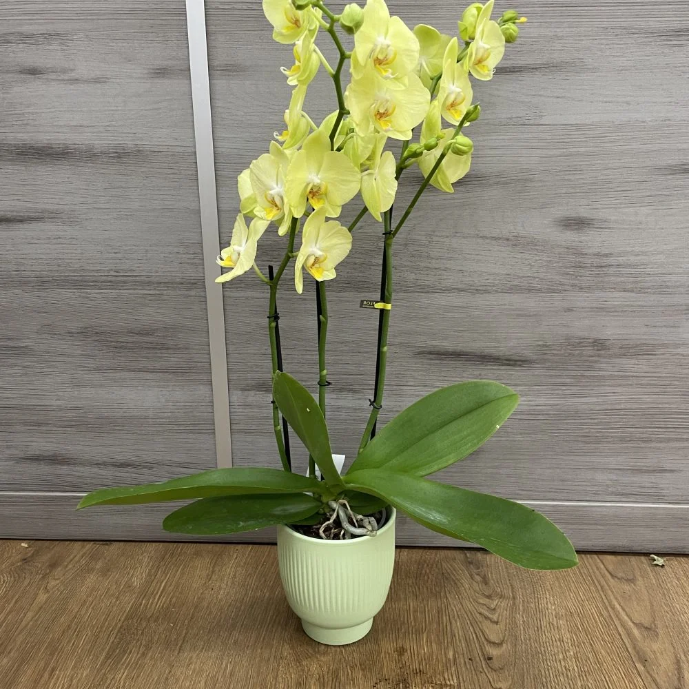 orchidée, par La Fleur Baralbine, fleuriste à Bar-sur-Aube