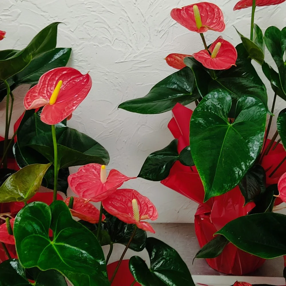 Anthurium en plante, par Arrosoir Et Pollen, fleuriste à Cosne-Cours-sur-Loire