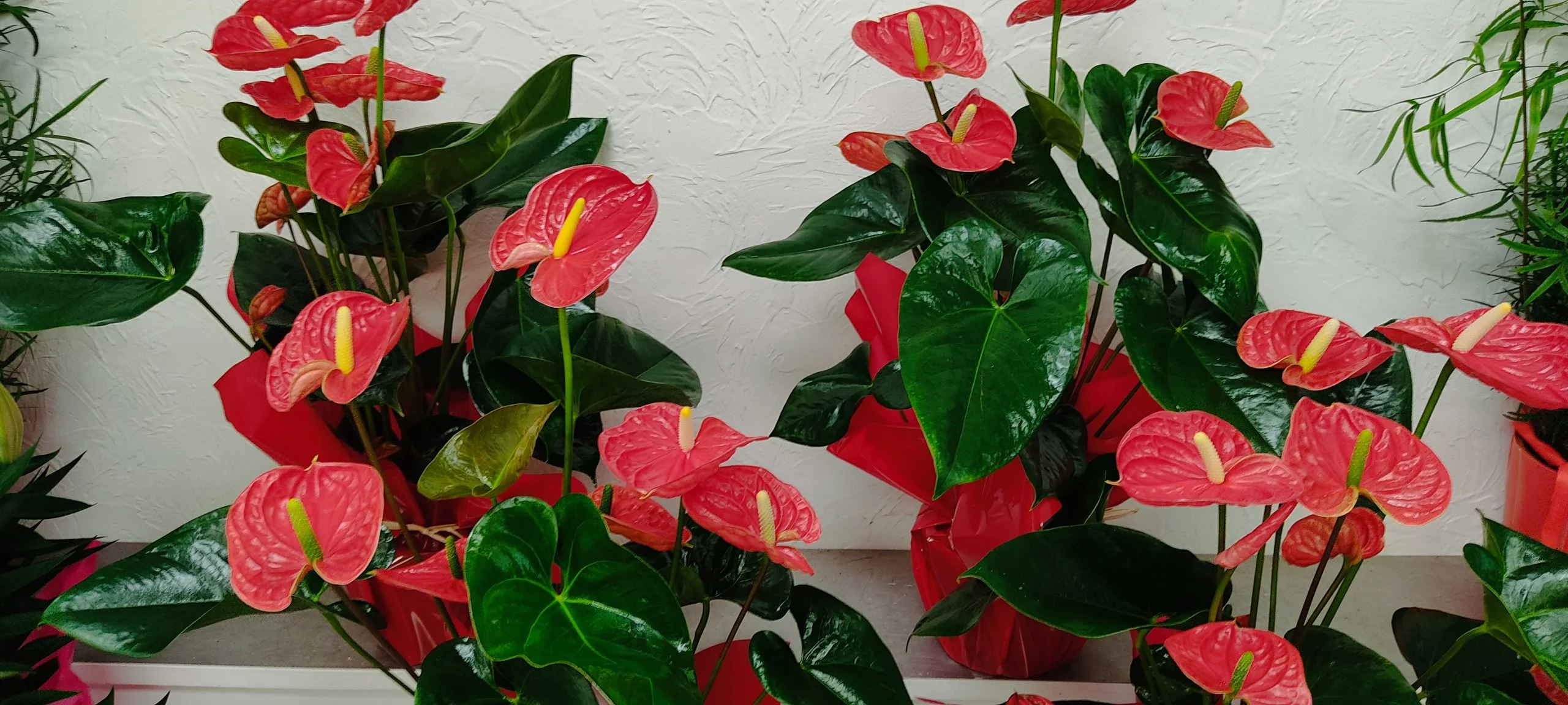 Anthurium en plante, par Arrosoir Et Pollen, fleuriste à Cosne-Cours-sur-Loire