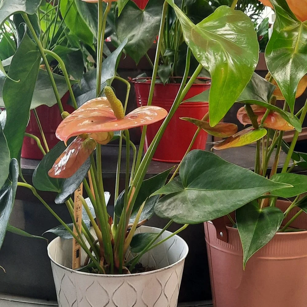 Anthurium et son pot assortit, par A l'Aube des fleurs, fleuriste à Troyes