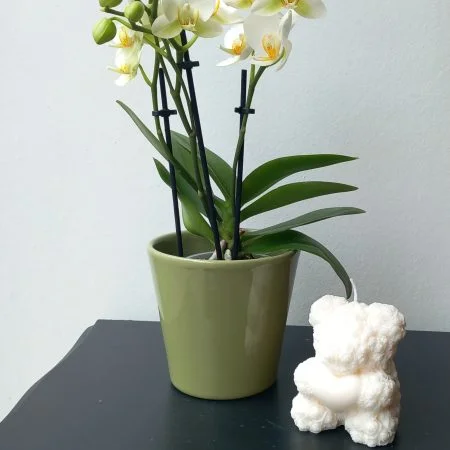 ORCHIDEE, par Apothéose, fleuriste à Caen