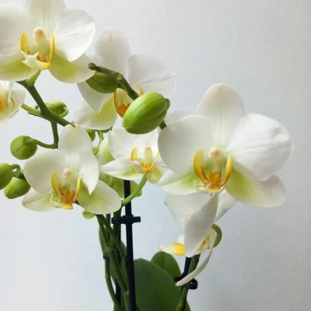 ORCHIDEE, par Apothéose, fleuriste à Caen