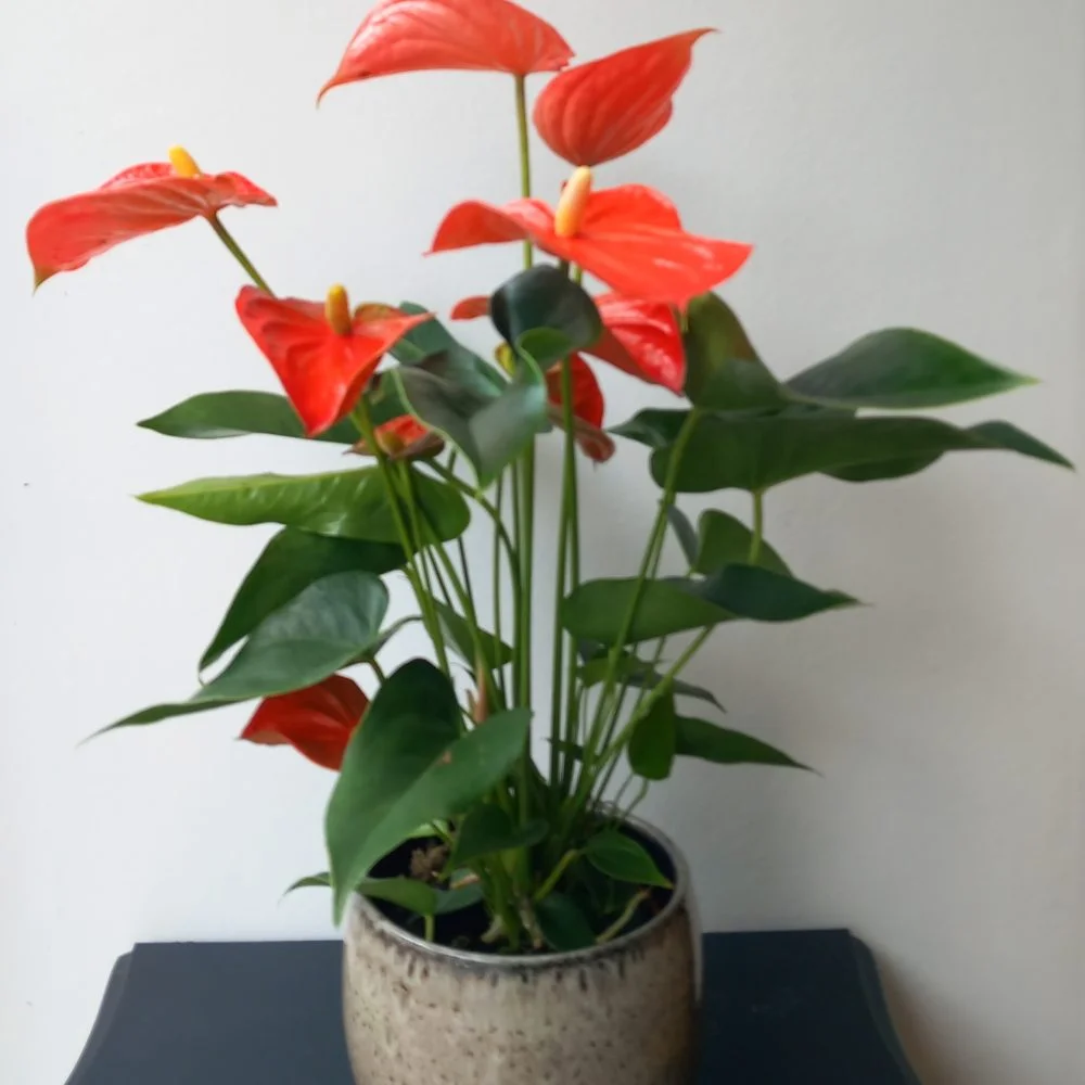ANTHURIUM, par Apothéose, fleuriste à Caen