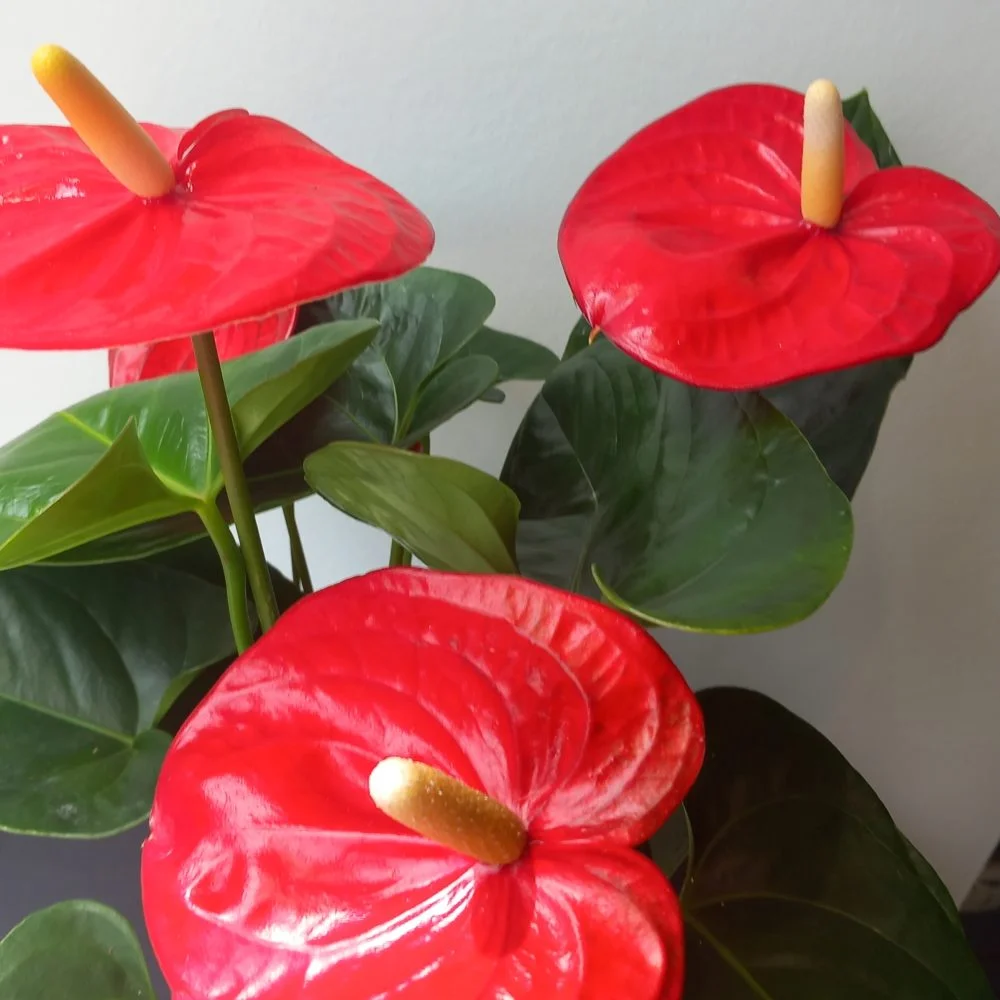 ANTHURIUM, par Apothéose, fleuriste à Caen
